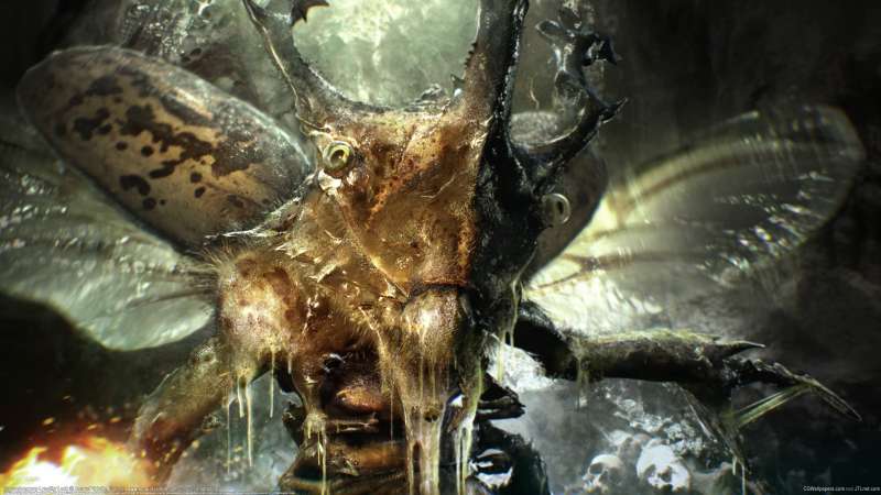 Coprophanaeus Lancifer Look wallpaper or background