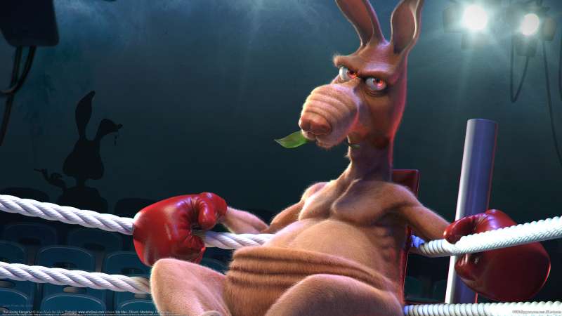 The boxing kangaroo wallpaper or background