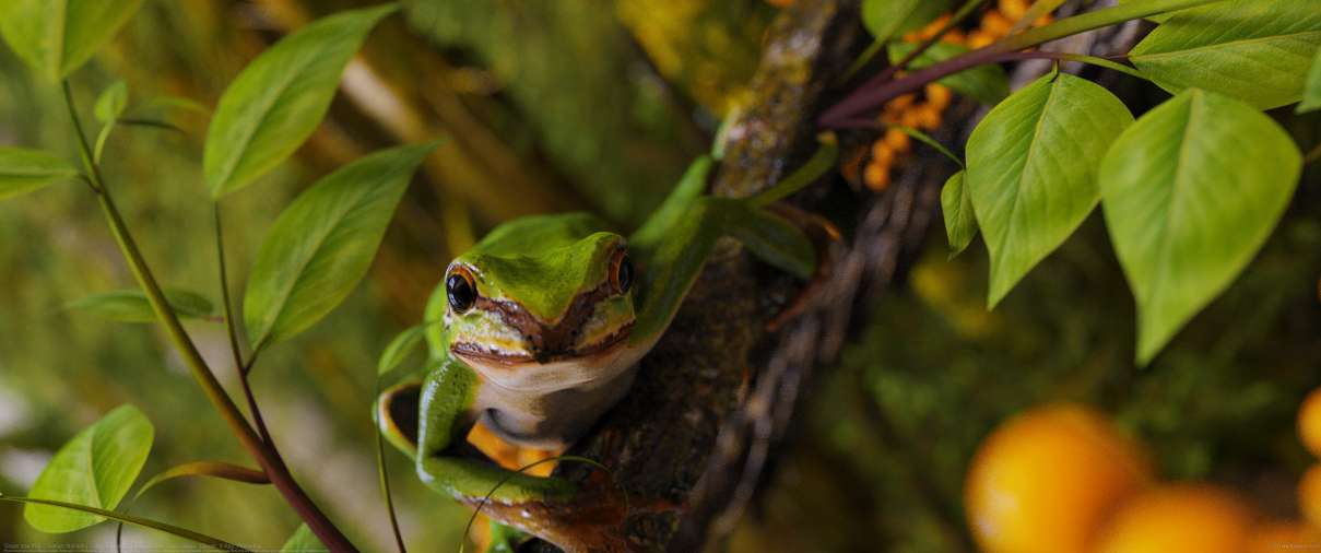 Green tree frog ultrawide wallpaper