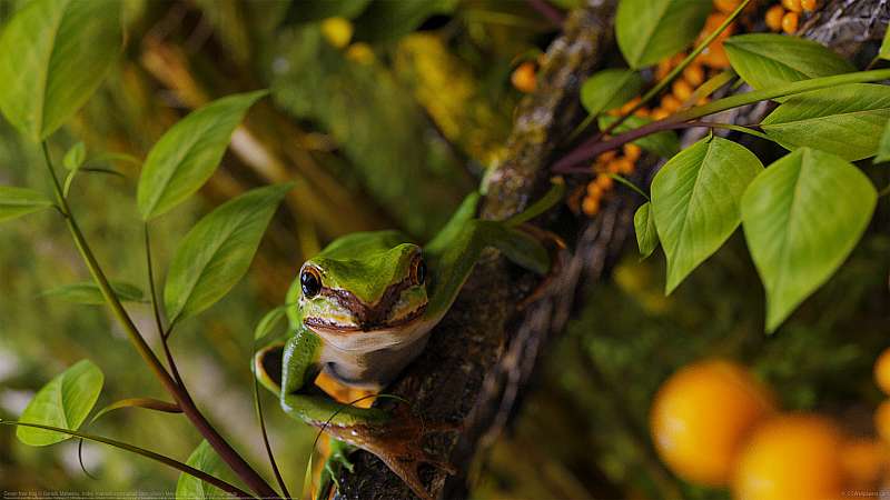 Green tree frog wallpaper or background