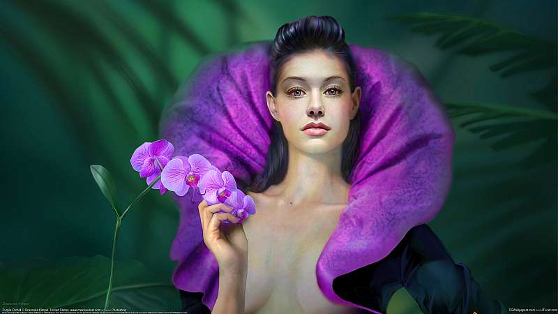 Purple Orchid wallpaper or background