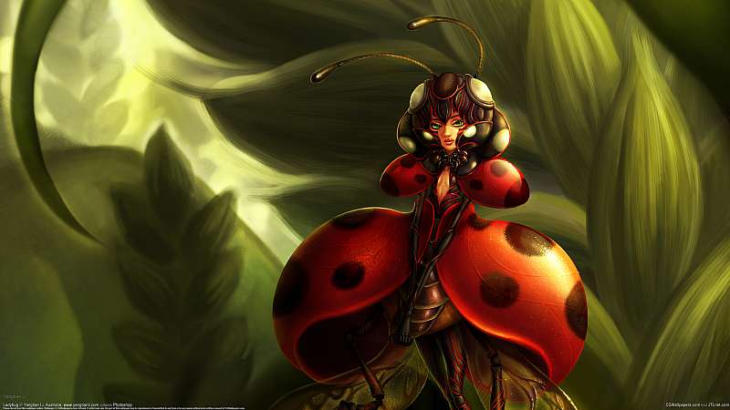 Ladybug wallpaper or background