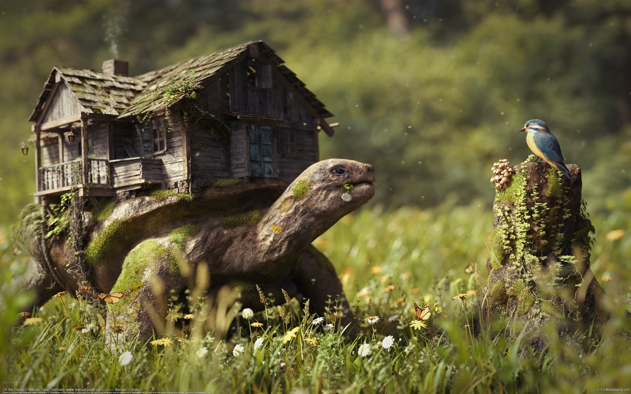 Manuel Peter 2560x1600 wallpaper or background 02